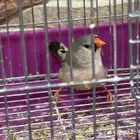 طيور زيبرا كرست ومستوى طيب