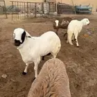 ذبايح زواجات جذعان جزله وأوزان