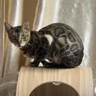 for sale Bengal kittens available for reservation