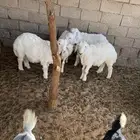هرافي حر يات