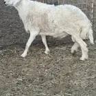 فحل حري مشروط