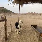 طلي نجدي مشروع فحل