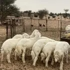 طليان العدد 11 كلهاء طليان