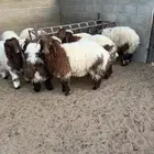 طليان نعيم جذعان