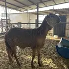 ساكني مقفل ظهره صبه