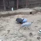 للبيع دجاج حبشي وبط