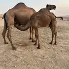 3 قعدان للبيع