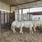 حريات دفيع