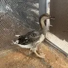 انثى وز عراقي