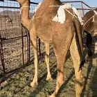 عشرا بكر 13200 تم البيع