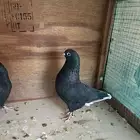 حمام قطايف مذيل