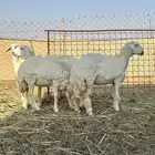 رخال حريه صنف الصنف
