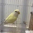 روز ذكر عنده فرط حركه