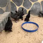 فروخ براهما