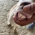 عنز ثنيه دافع سونار شرط