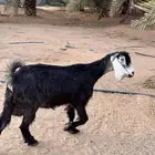 للبيع عنز معها جفره