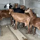 معزا دفع