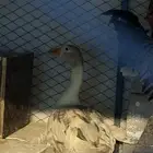 وز مفتل