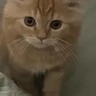 قط شيرازي للبيع