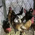 ديوك بلديه للبيع