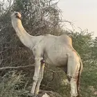 بعير اركي منتج