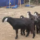 تيس فحل مشروط