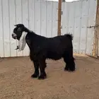 جذع عارضي فاخر