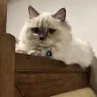 قط للبيع همالايا شيرازي