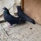 حمام ايراني تشكيلي