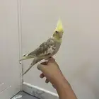طيور البيع اب330 ابي ابيع مستعجل