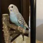 بادجي