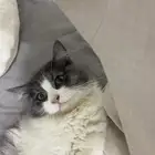 قطة للتبني