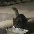 قطة ضايعه او هاربه حي القدس الحمرا