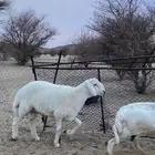 مشروع فعل صنف