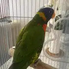 لوري سوانسن