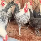 ديكه طيبه شحم