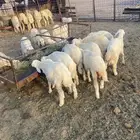 للبيع بهم تربيه