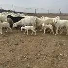 45 رخل دفيع تولد