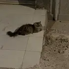 قطه بيرشن بيكي فيس مفقوده