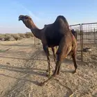 جمل احمر ادهم مشروط