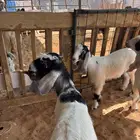 ذبايح تيوس و جفار عارضيه ظهور فل
