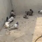 صامطه قفص مع حمام باكستاني