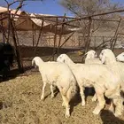 رخال