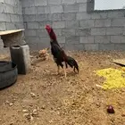 ديك باكستاني للبيع