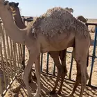 للبيع قعدان قصب