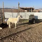 خروف صنف فحل على جميع الشروط الموقع الحناكيه