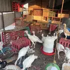 دجاج رومي 7 شهور