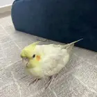 طير كروان لاتينو كوكتيل للبيع أليف بصحه جيده مع كامل اغراضه