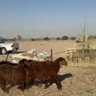 تم البيع