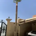 نخله واشنطن